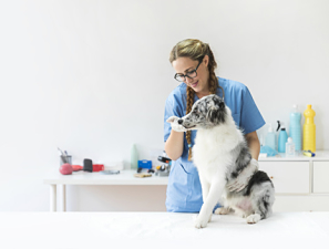 Todos los beneficios de una centralita virtual para veterinarios