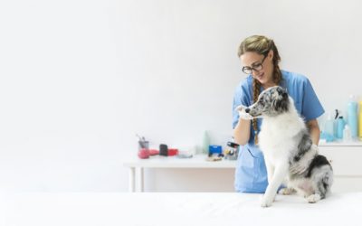 Benefits of a Virtual PBX for Veterinarians